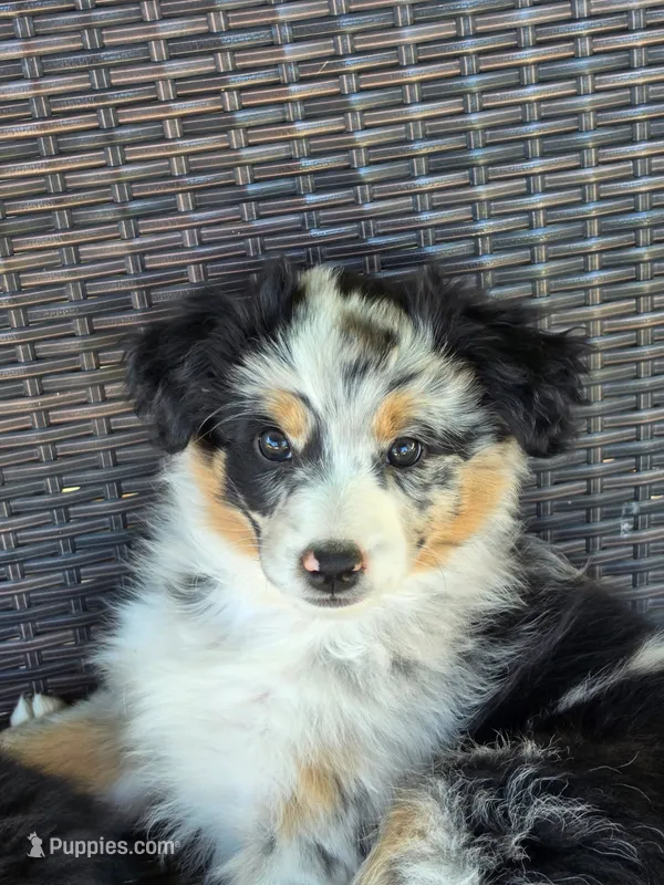 Daisy – Australian Shepherd puppy for sale in Winlock, WA
