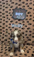 Wally , a male Australian Shepherd for sale in Winlock, WA – 3 of 3