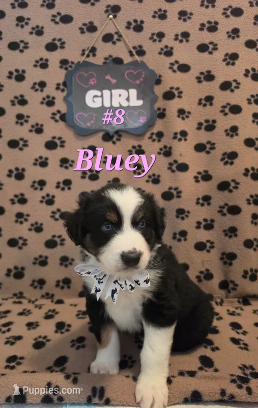 Bluey – Australian Shepherd puppy for sale in Winlock, WA