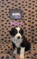 Bluey, a female Australian Shepherd for sale in Winlock, WA – 1 of 4