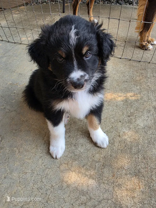 Brisket – Australian Shepherd puppy for sale in Winlock, WA