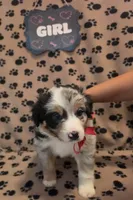 Daisy, a female Australian Shepherd for sale in Winlock, WA – 2 of 3