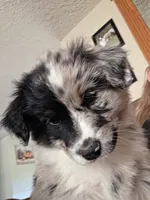Two-Face, a male Australian Shepherd for sale in Winlock, WA – 5 of 6