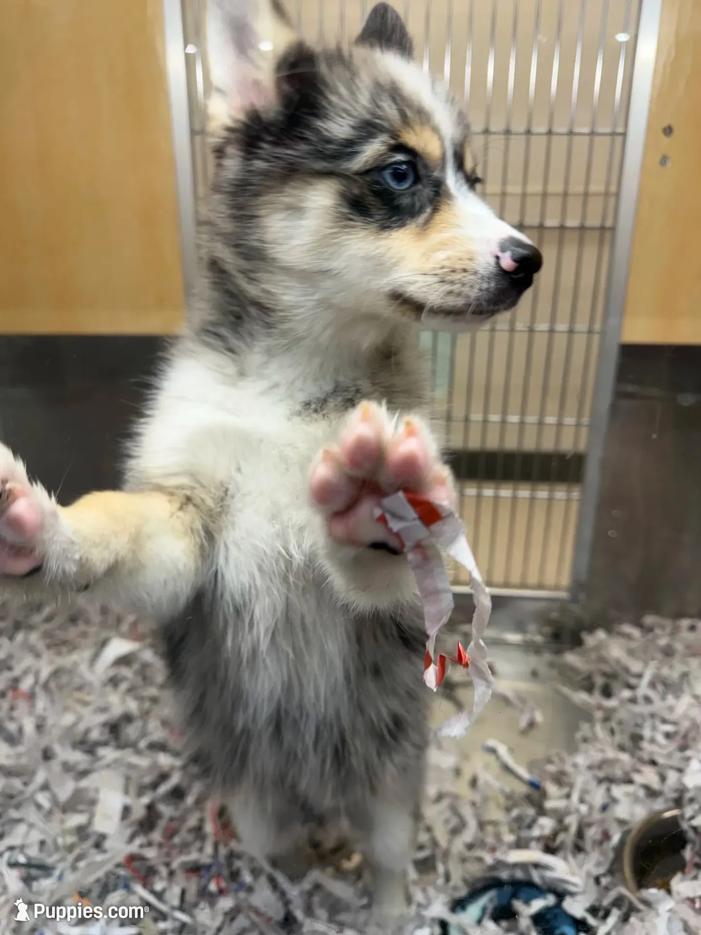 Gohan, a male Pomsky for sale in Laveen, AZ – 4 of 6