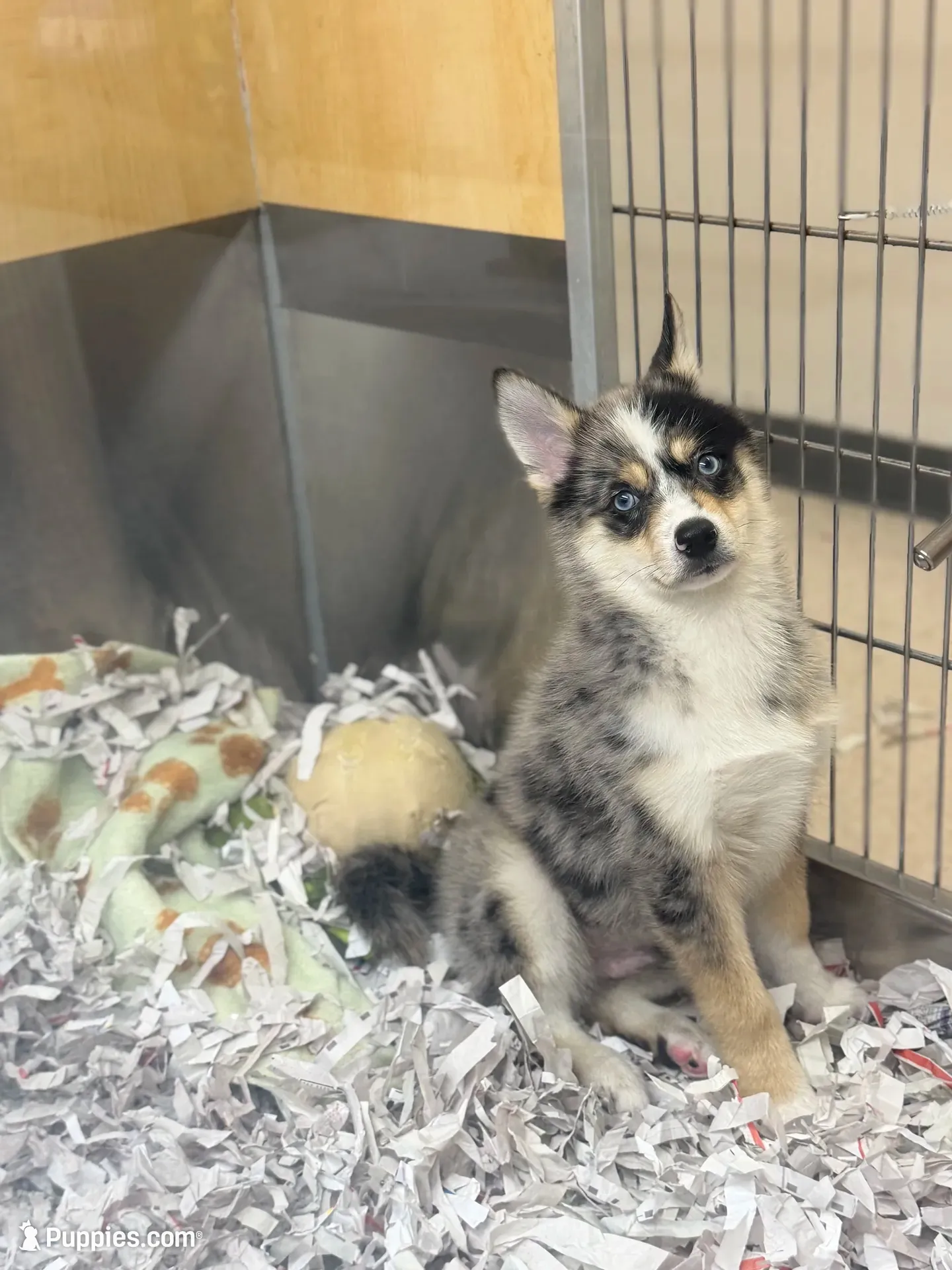 Gohan, a male Pomsky for sale in Laveen, AZ – 5 of 6