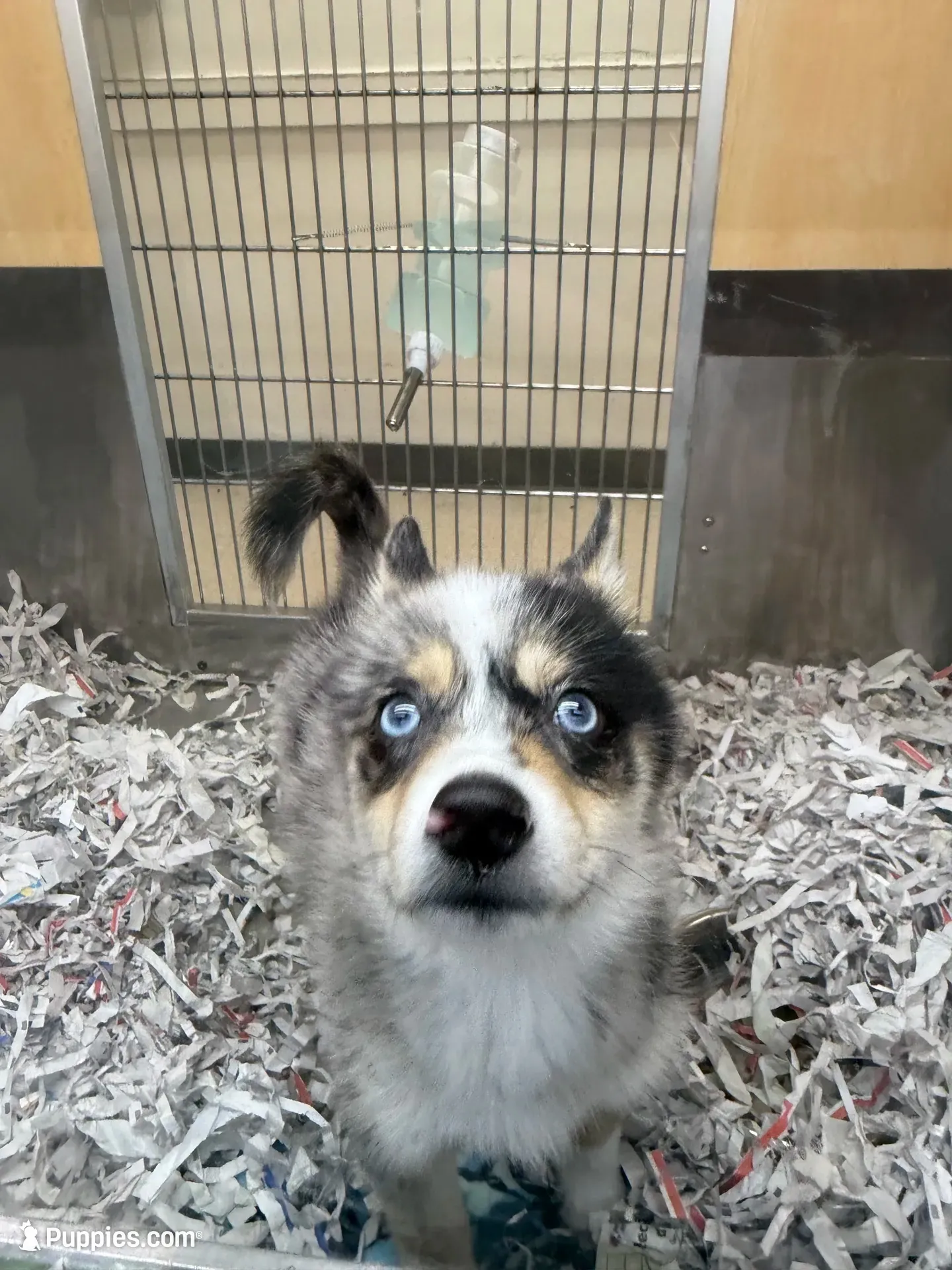 Gohan, a male Pomsky for sale in Laveen, AZ – 6 of 6