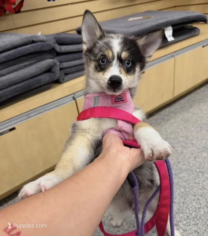 Gohan – Pomsky puppy for sale in Laveen, AZ