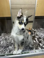 Gohan, a male Pomsky for sale in Laveen, AZ – 2 of 6