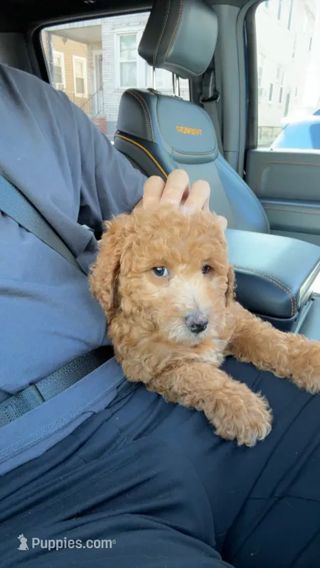 Lulu – Miniature Goldendoodle puppy for sale in Basking Ridge, NJ