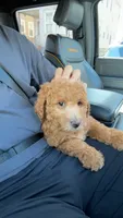 Lulu, a female Miniature Goldendoodle for sale in Basking Ridge, NJ – 1 of 4