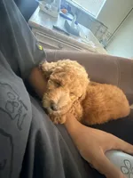 Lulu, a female Miniature Goldendoodle for sale in Basking Ridge, NJ – 2 of 4