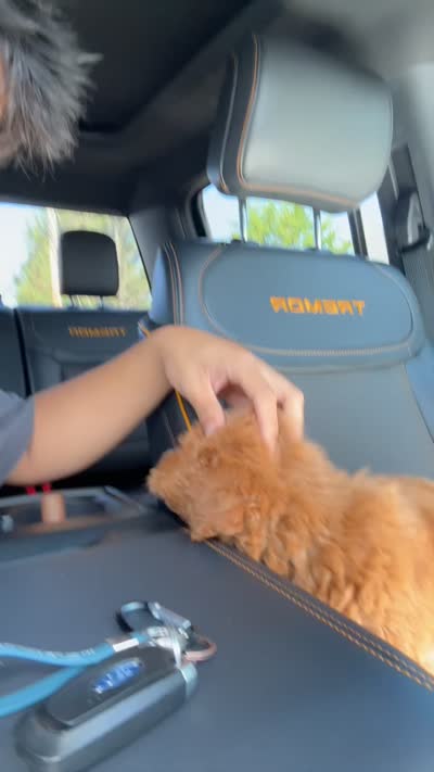 Lulu, a female Miniature Goldendoodle for sale in Basking Ridge, NJ – 4 of 4