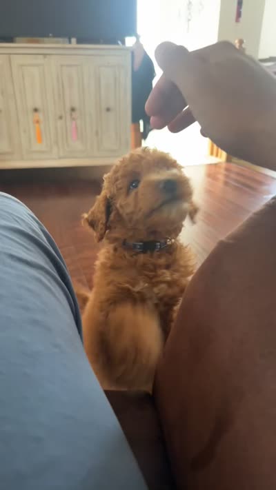 Lulu, a female Miniature Goldendoodle for sale in Basking Ridge, NJ – 3 of 4