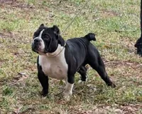 Pinky , a male American Bully for sale in Starke, FL – 2 of 4