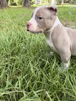 Sky, a male American Bully for sale in Lulu, FL – 3 of 6