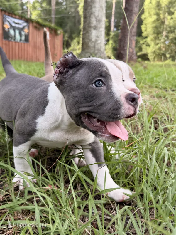 Paddington  – American Bully puppy for sale in Lulu, FL