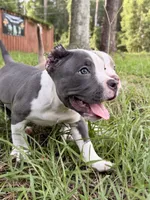 Paddington , a male American Bully for sale in Lulu, FL – 1 of 7