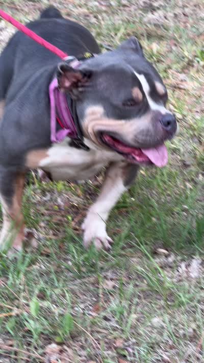 Sky, a male American Bully for sale in Lulu, FL – 6 of 6