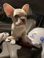 Rico Suave, a male French Bulldog for sale in Lulu, FL – 2 of 5