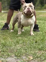 Paddington , a male American Bully for sale in Lulu, FL – 2 of 7