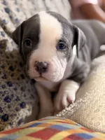 Paddington , a male American Bully for sale in Lulu, FL – 7 of 7