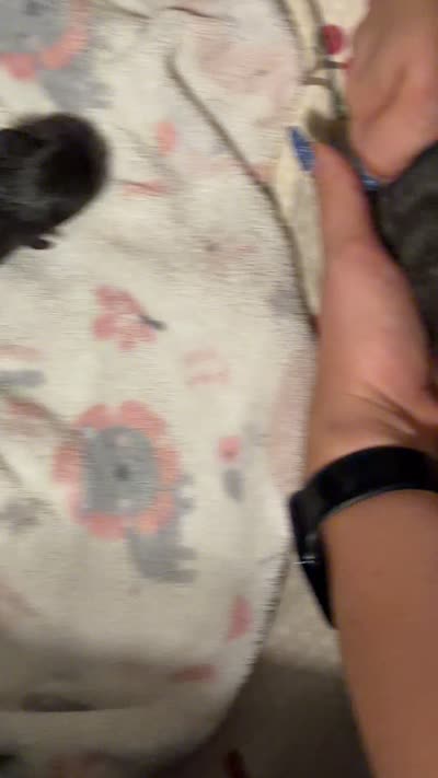 Brisket, a male French Bulldog for sale in Lulu, FL – 3 of 6