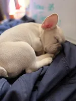 Rico Suave, a male French Bulldog for sale in Lulu, FL – 4 of 5