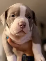 Sky, a male American Bully for sale in Lulu, FL – 4 of 6