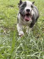 Paddington , a male American Bully for sale in Lulu, FL – 3 of 7