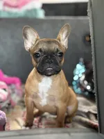 Brisket, a male French Bulldog for sale in Lulu, FL – 6 of 6
