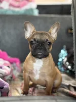 Maple , a male French Bulldog for sale in Lulu, FL – 6 of 6