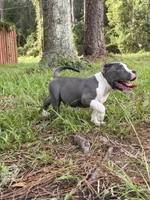 Paddington , a male American Bully for sale in Lulu, FL – 5 of 7