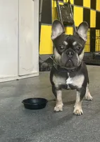 Brisket, a male French Bulldog for sale in Lulu, FL – 5 of 6