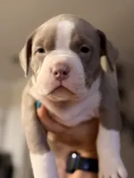 Sky, a male American Bully for sale in Lulu, FL – 2 of 6