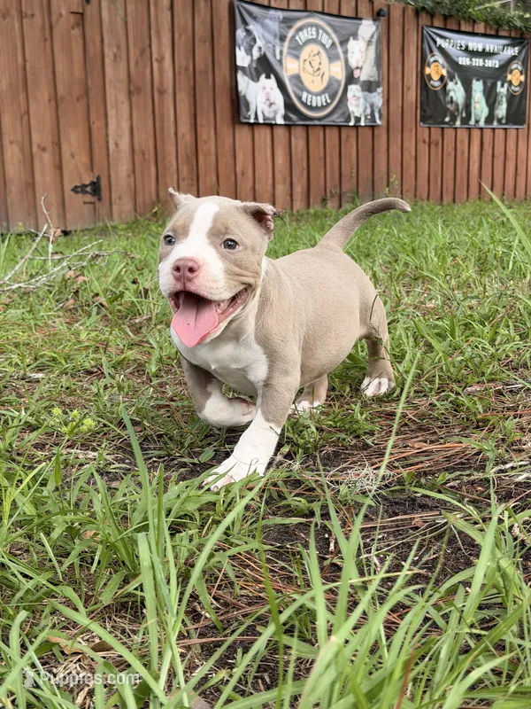 Sky – American Bully puppy for sale in Lulu, FL