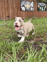 Sky, a male American Bully for sale in Lulu, FL – 1 of 6