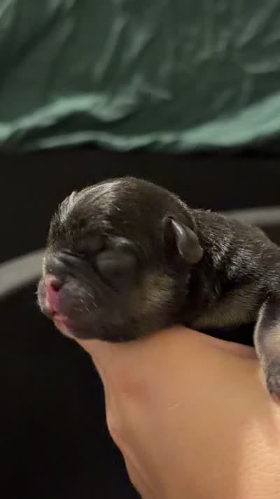 Brisket, a male French Bulldog for sale in Lulu, FL – 4 of 6