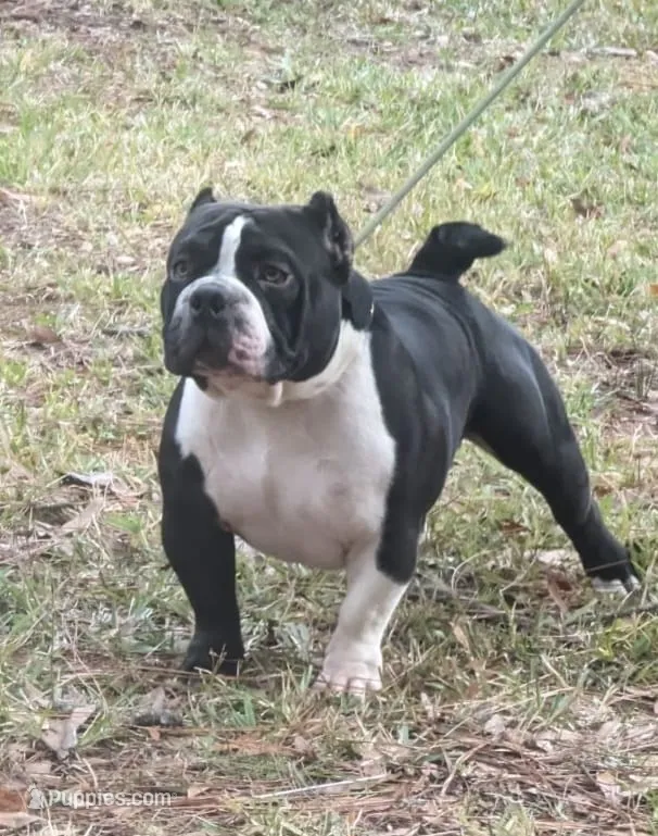 Pinky  – American Bully puppy for sale in Starke, FL