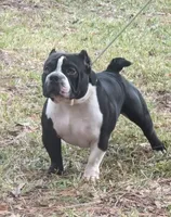 Pinky , a male American Bully for sale in Starke, FL – 1 of 4