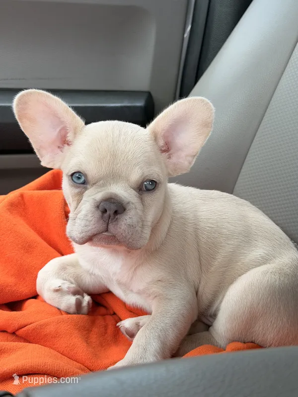 Rico Suave – French Bulldog puppy for sale in Lulu, FL