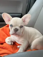Rico Suave, a male French Bulldog for sale in Lulu, FL – 1 of 5