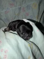 Brisket, a male French Bulldog for sale in Lulu, FL – 2 of 6