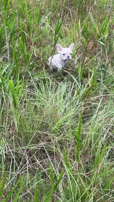 Rico Suave, a male French Bulldog for sale in Lulu, FL – 5 of 5