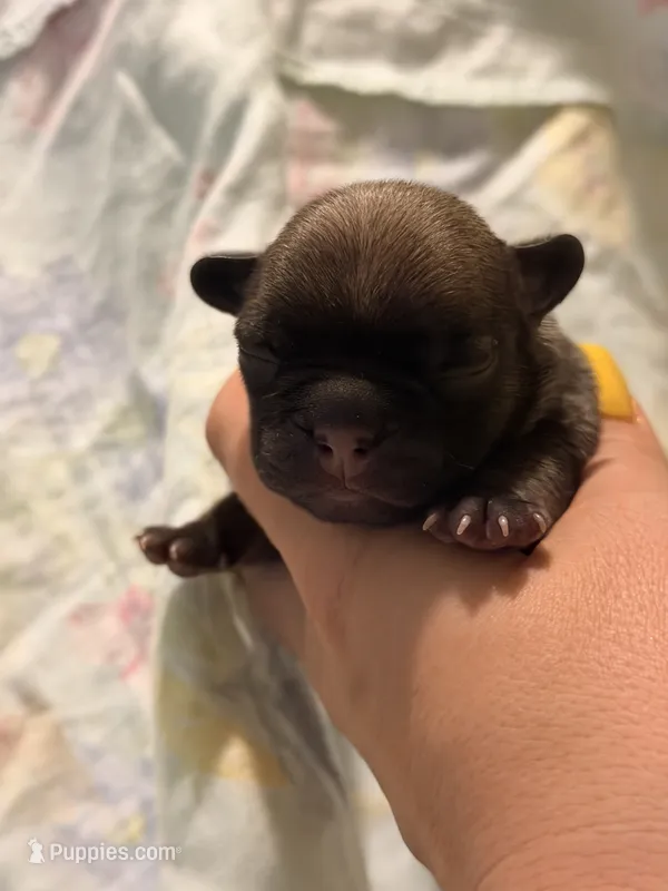 Maple  – French Bulldog puppy for sale in Lulu, FL