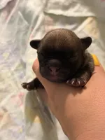 Maple , a male French Bulldog for sale in Lulu, FL – 1 of 6