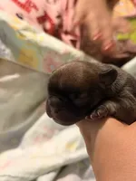 Maple , a male French Bulldog for sale in Lulu, FL – 4 of 6