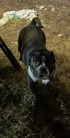 Pinky , a male American Bully for sale in Starke, FL – 4 of 4