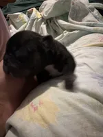 Brisket, a male French Bulldog for sale in Lulu, FL – 1 of 6