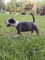 Paddington , a male American Bully for sale in Lulu, FL – 4 of 7