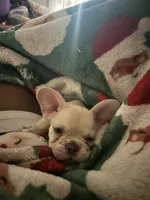 Rico Suave, a male French Bulldog for sale in Lulu, FL – 3 of 5
